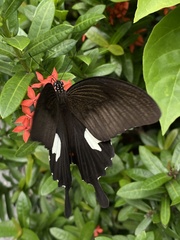 Papilio helenus