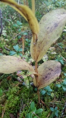 Epipactis