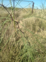 Parkinsonia aculeata