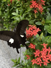 Papilio helenus