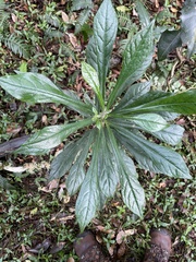 Atractocarpus chartaceus