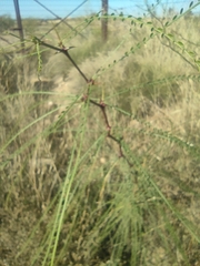 Parkinsonia aculeata