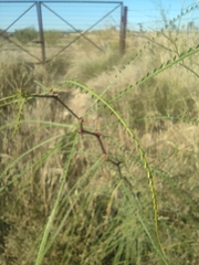Parkinsonia aculeata