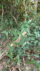 Jasminum