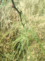 Parkinsonia aculeata