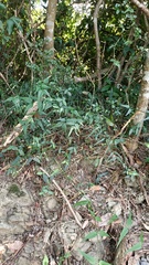 Jasminum
