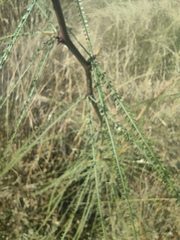 Parkinsonia aculeata