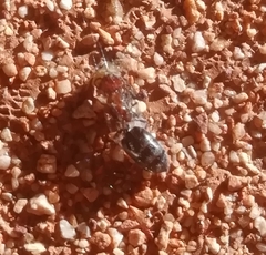 Crematogaster scutellaris