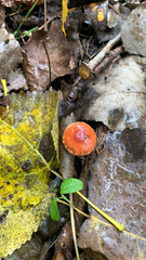 Leratiomyces ceres