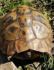 Testudo hermanni