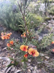 Dillwynia hispida