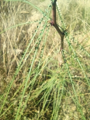 Parkinsonia aculeata