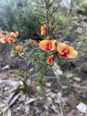 Dillwynia hispida
