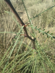 Parkinsonia aculeata