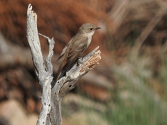 Muscicapa striata balearica