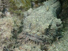 Batrachomoeus dubius