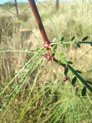Parkinsonia aculeata