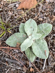 Pseudognaphalium macounii