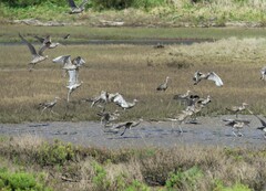 Numenius madagascariensis