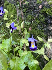 Torenia fournieri