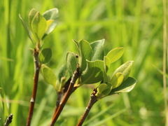 Rhaphiolepis umbellata