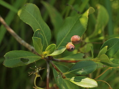 Rhaphiolepis umbellata