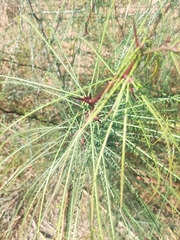 Parkinsonia aculeata