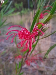 Grevillea oleoides