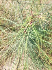 Parkinsonia aculeata