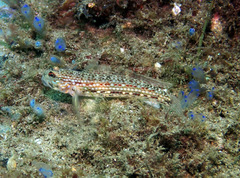 Istigobius hoesei