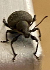 Otiorhynchus armadillo