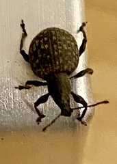 Otiorhynchus armadillo