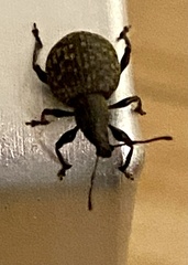 Otiorhynchus armadillo