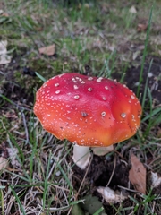 Amanita muscaria