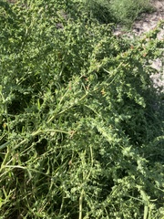 Atriplex littoralis