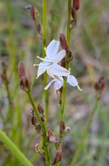 Caesia parviflora parviflora