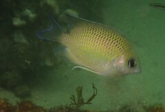 Mecaenichthys immaculatus