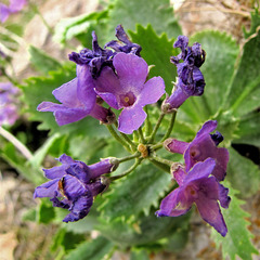 Primula marginata