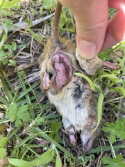 Antechinus minimus