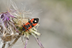 Lygaeus equestris