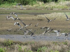 Numenius madagascariensis