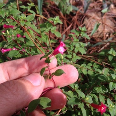 Fuchsia thymifolia