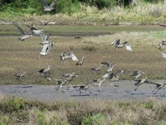 Numenius madagascariensis