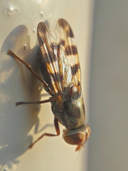 Ceroxys