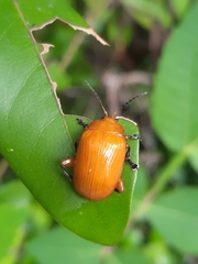 Podontia lutea