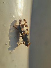 Ceroxys