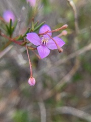 Boronia filifolia