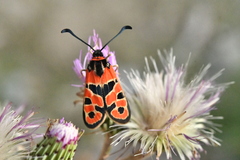 Zygaena fausta