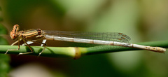Platycnemis latipes
