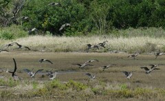 Numenius madagascariensis